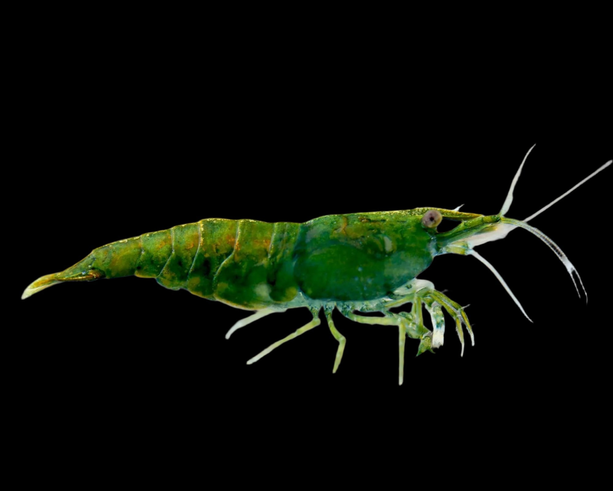 Green Jade Shrimp 2cm