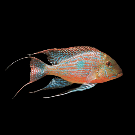 Geophagus Gurupi 4-5cm