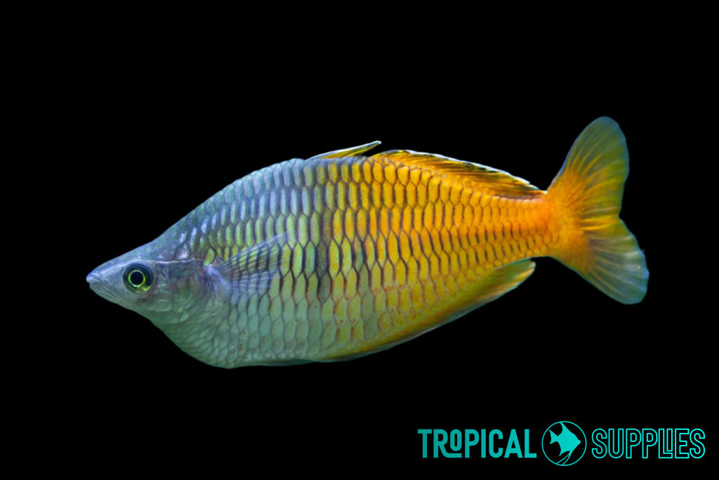 Boesemani Rainbow Male 7cm+ - Tropical Supplies North East