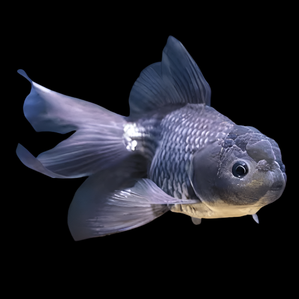 Blue Oranda 4’’ fancy