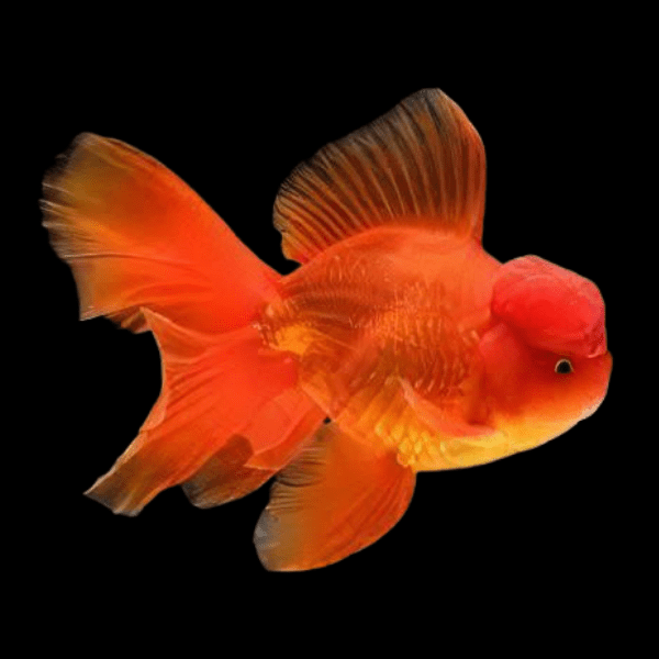Red Oranda 4"
