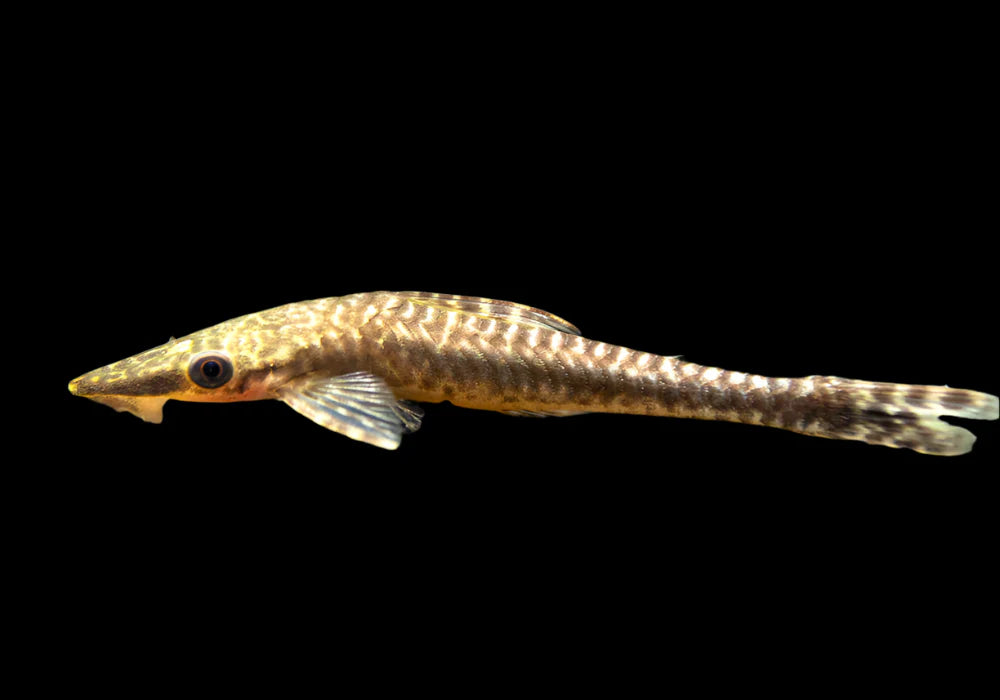 Giant Otocinclus 6-8cm catfish