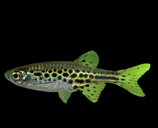 Gold Ring Danio 3cm