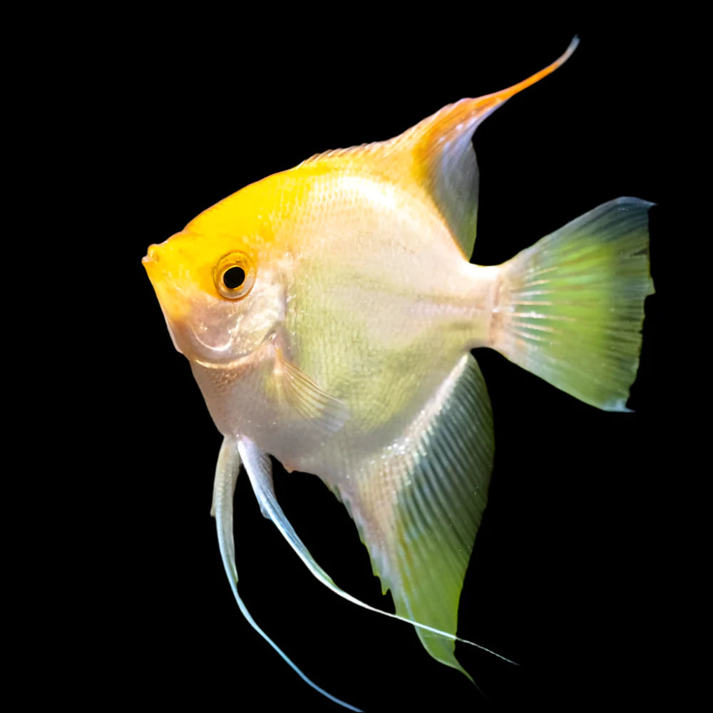 Gold Angelfish 4cm angel discus