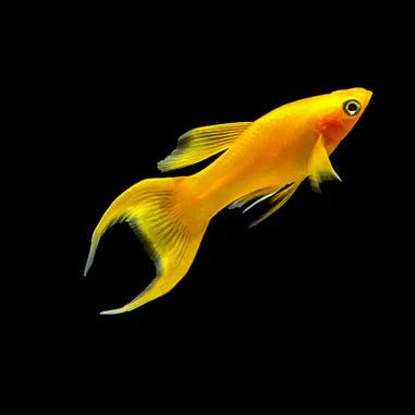 Gold Nugget Lyretail Molly 4cm