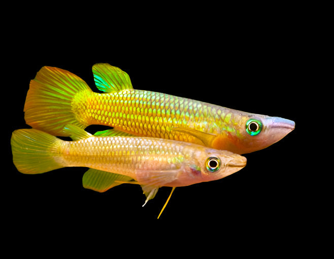 Golden Wonder Killifish 5-6cm