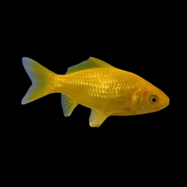 Lemon Goldfish 4-5’’ GRADE A coldwater