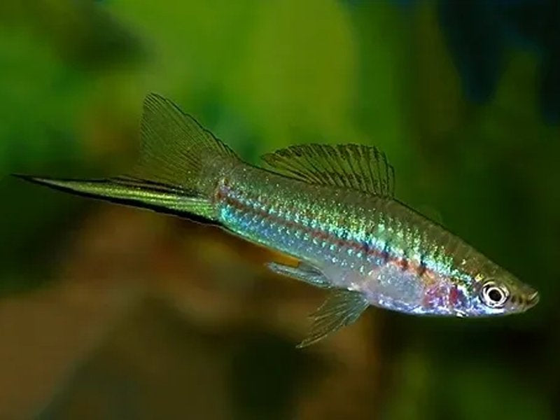 Green Wagtail Swordtail 4cm - Tropical Supplies North East