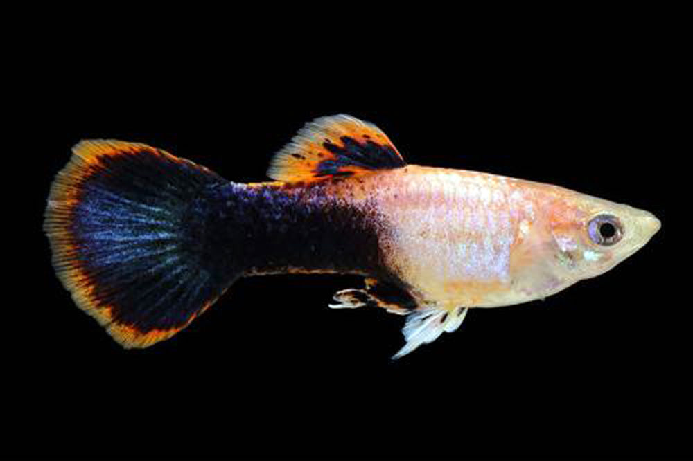 Pink Tuxedo Male Guppy 3.5cm