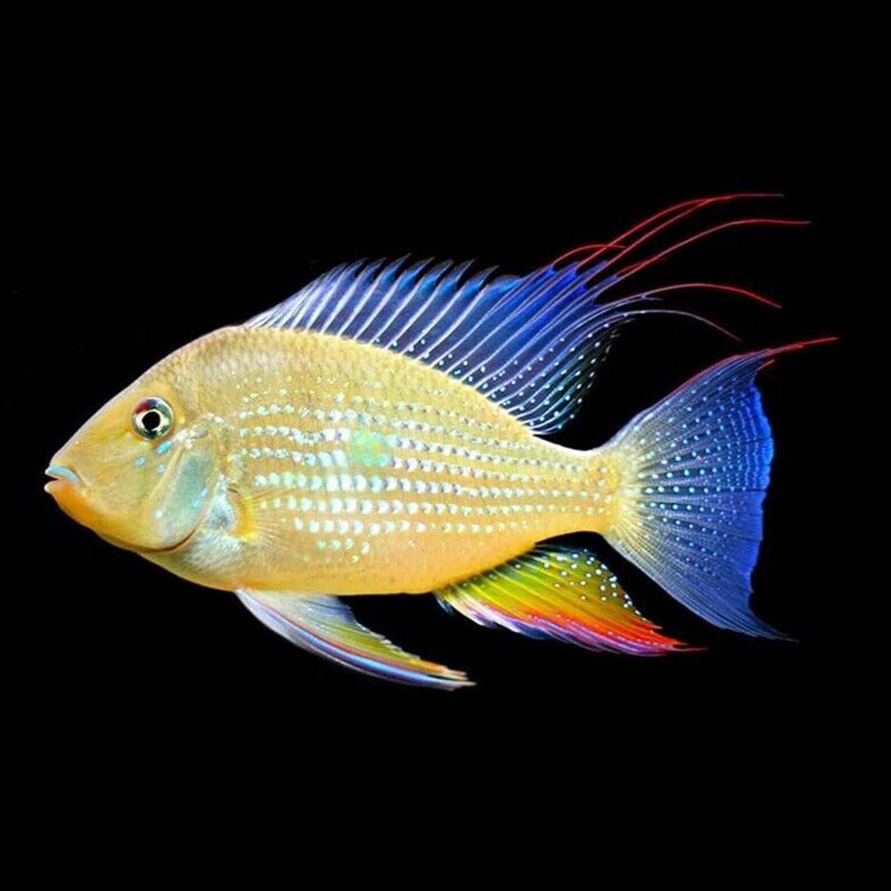 Threadfin Acara 5-6cm