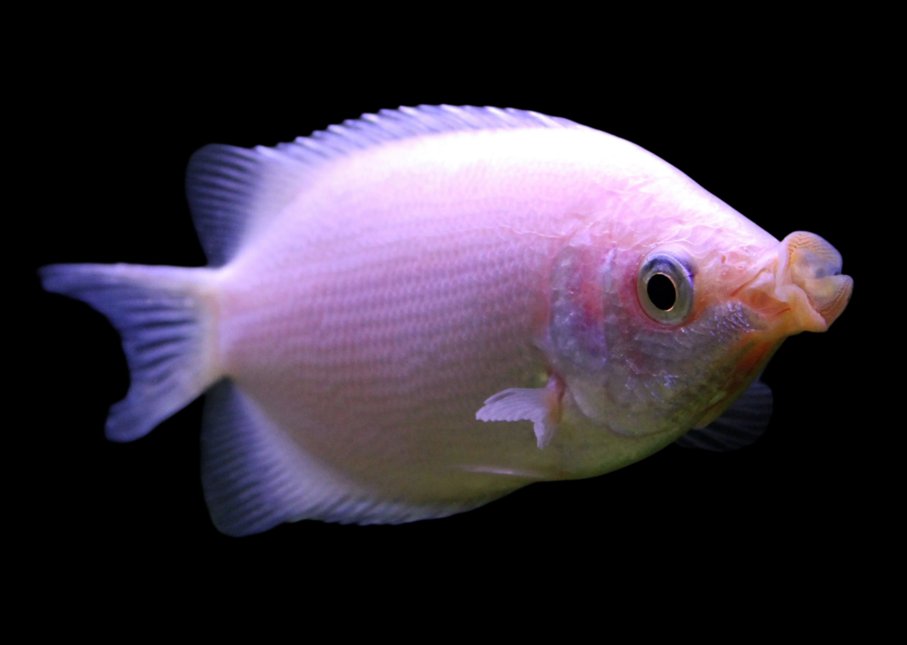 Pink Kissing Gourami 5cm - Tropical Supplies North East