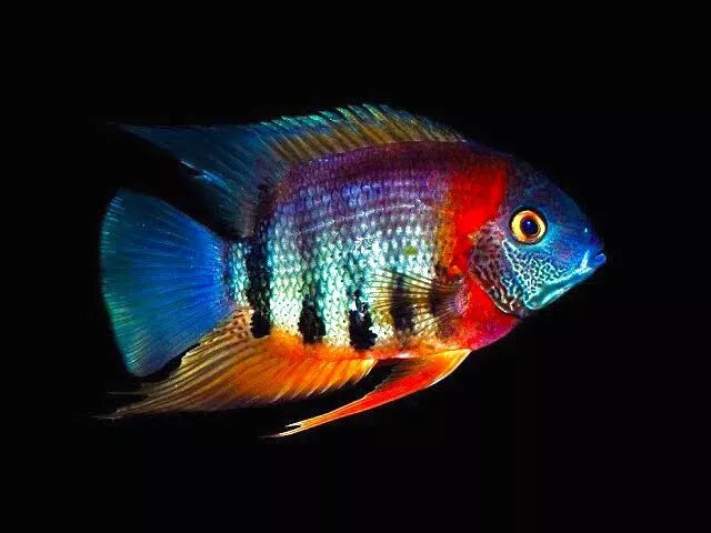 Red Necked Rotkeil Severum 5cm south america