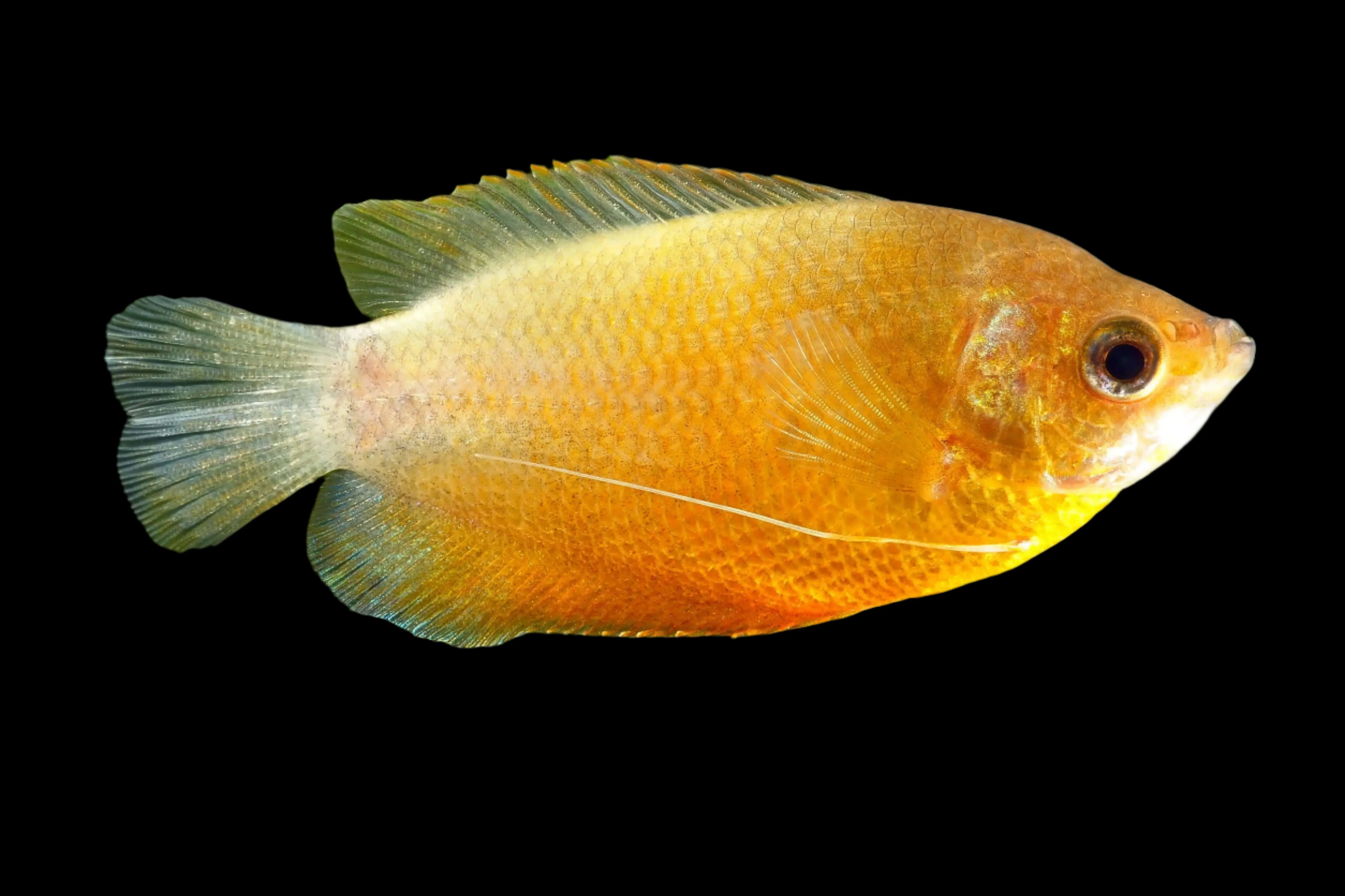 Sunset Thick Lipped Dwarf Gourami 5-6cm - Tropical Supplies North East