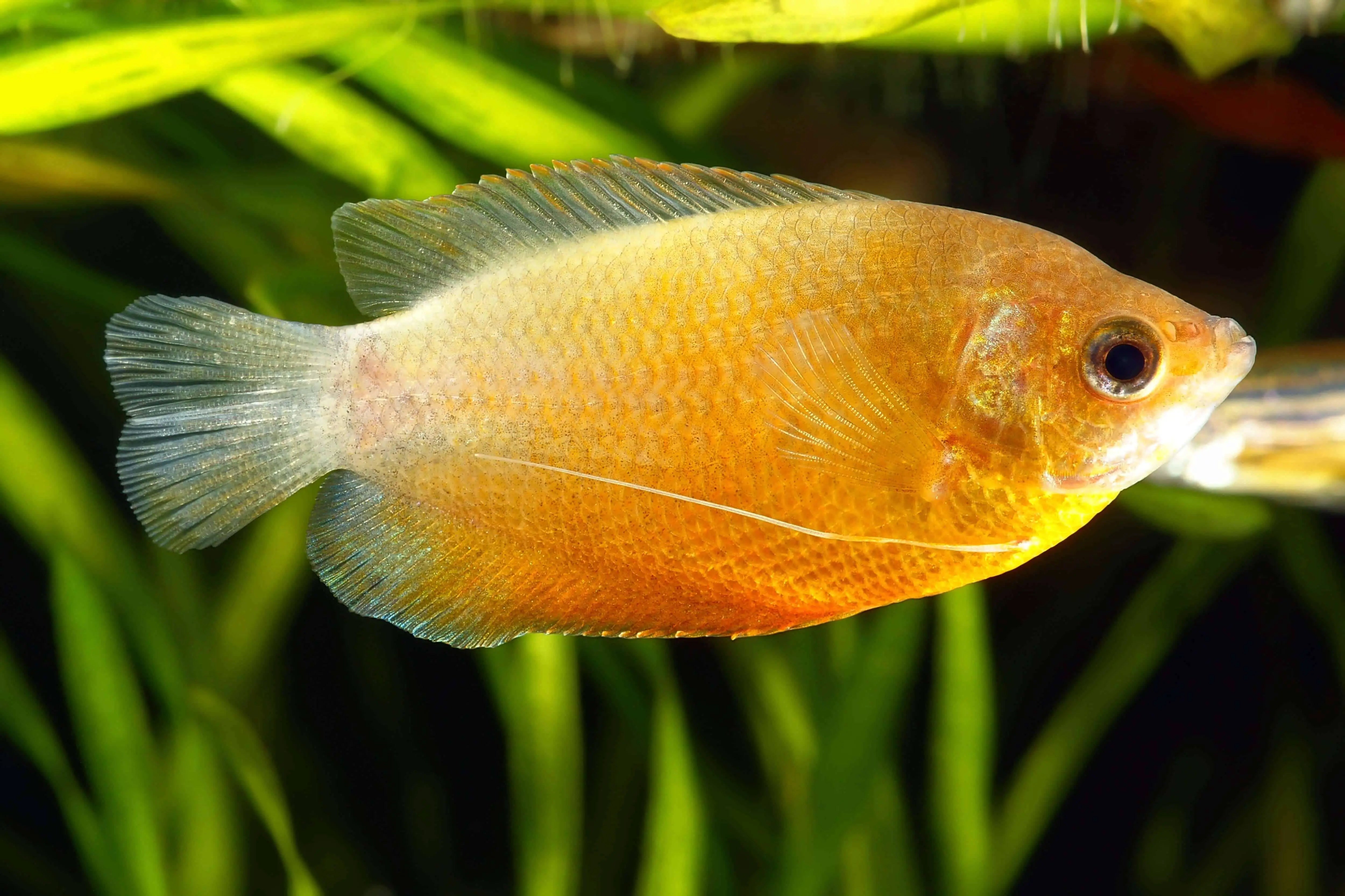 Sunset Thick Lipped Dwarf Gourami 5-6cm - Tropical Supplies North East