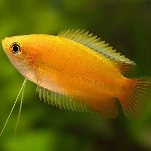 Golden Honey Gourami 4-5cm