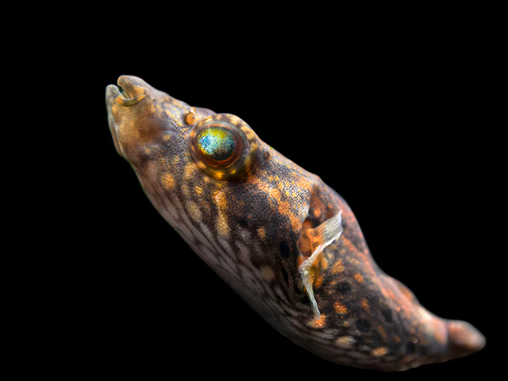 Dragon Puffer 12-15cm odd