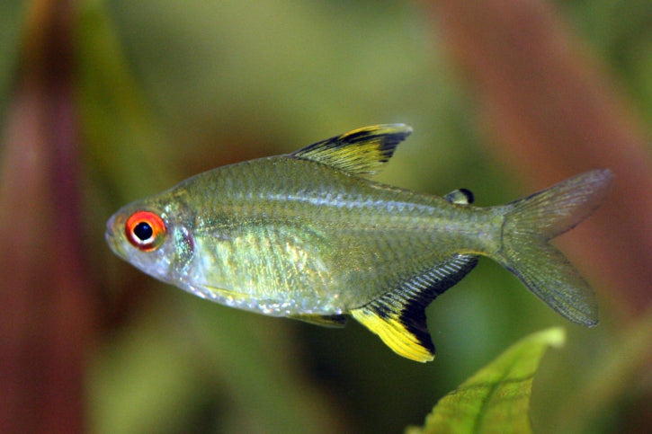 Lemon Tetra 2cm