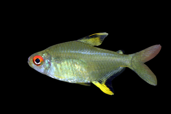 Lemon Tetra 2cm - Tropical Supplies North East