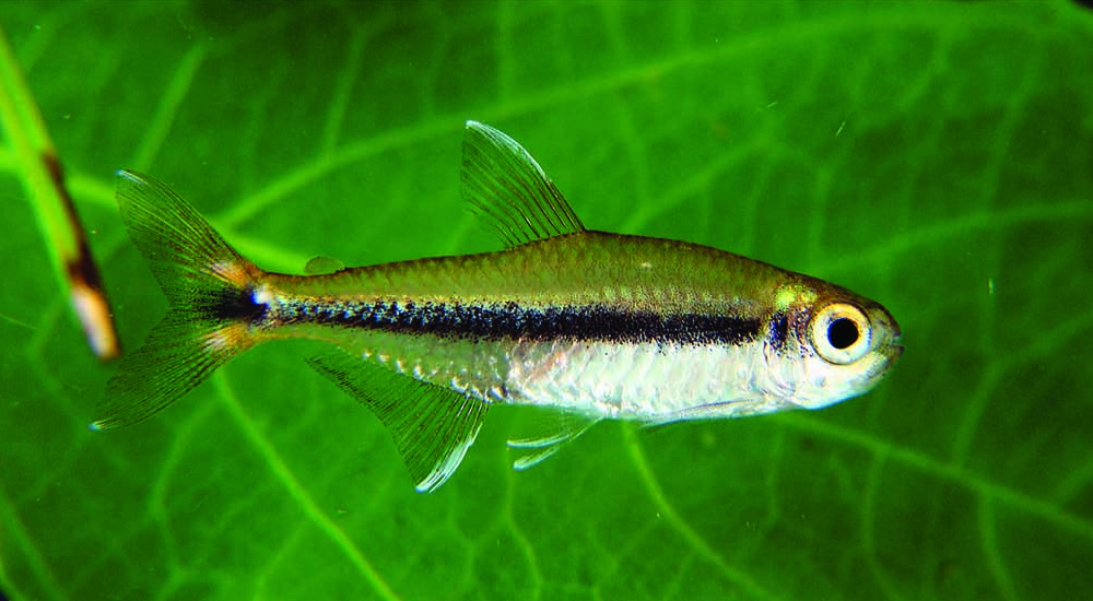 Savanna Tetra 2-4cm