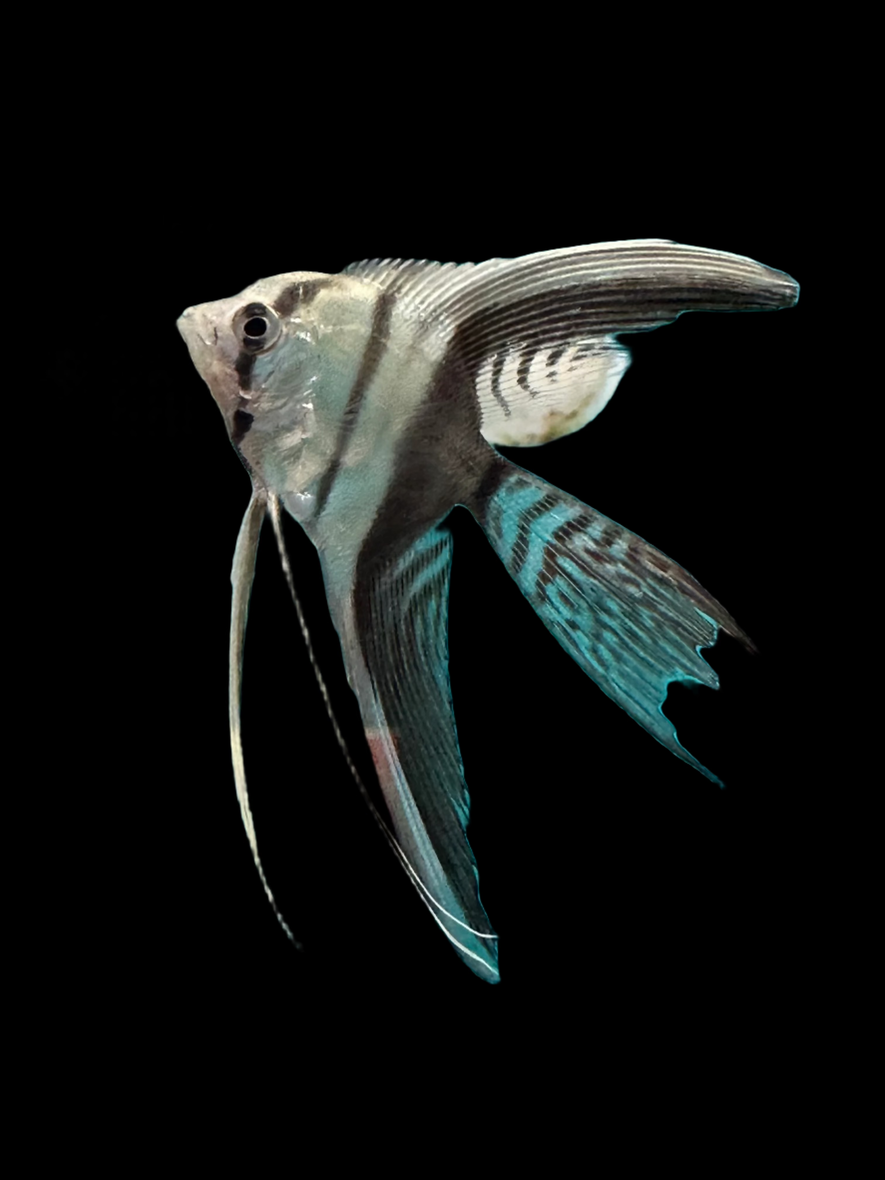 Black & White Veiltail Angelfish 4cm angel discus