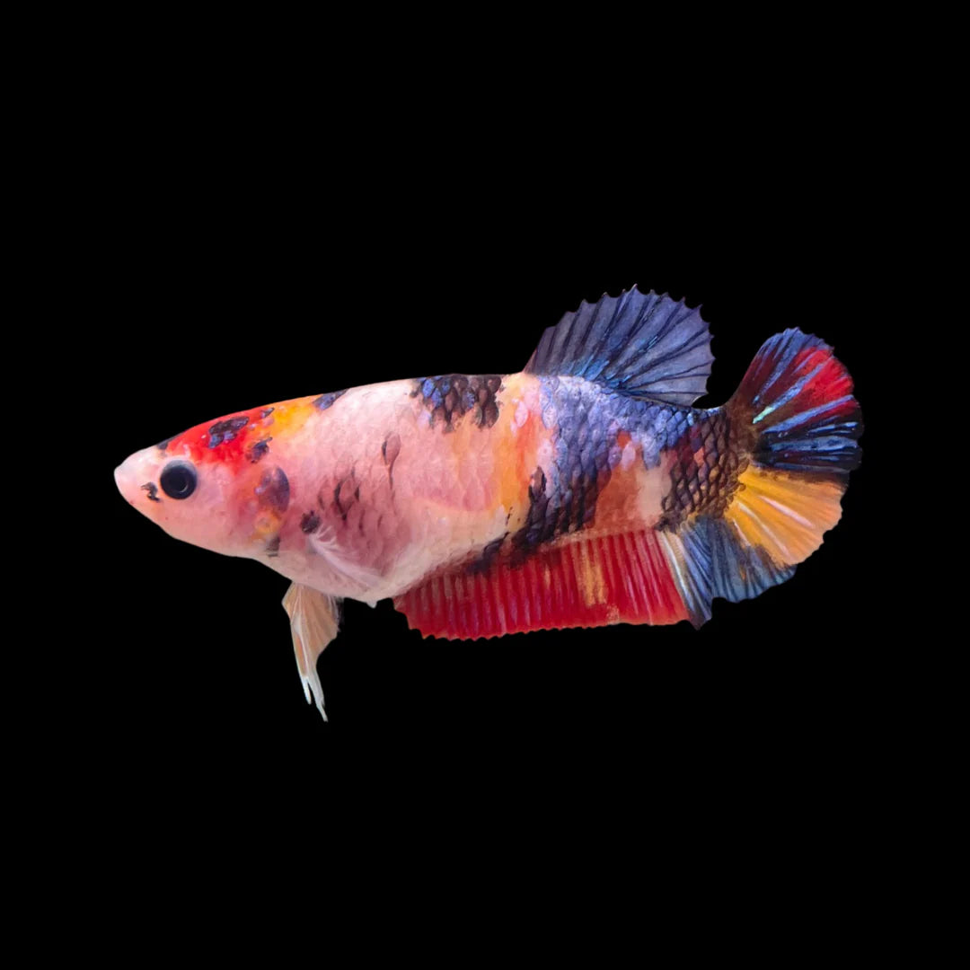 Koi Female Betta 4cm