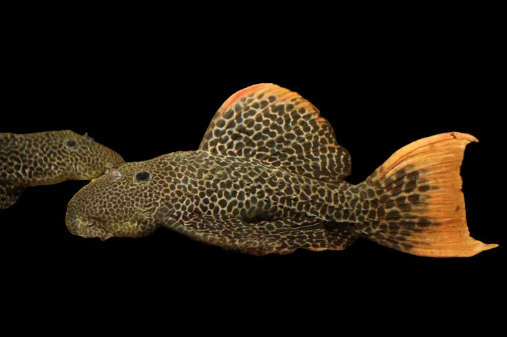 L114 Leopard Cactus Pleco 6-8cm
