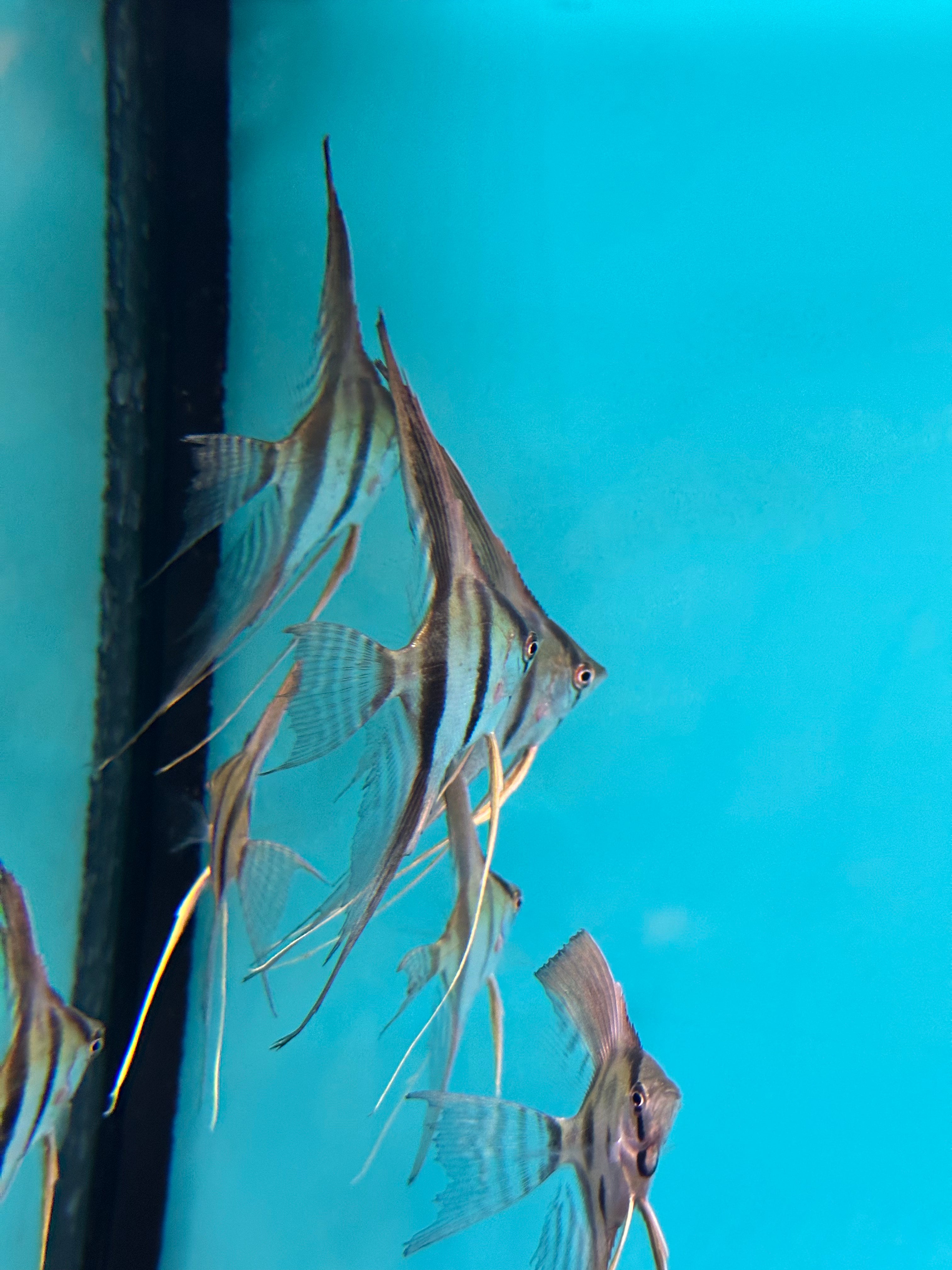 Amazon Scalare Angelfish Long Fin 4cm angel discus
