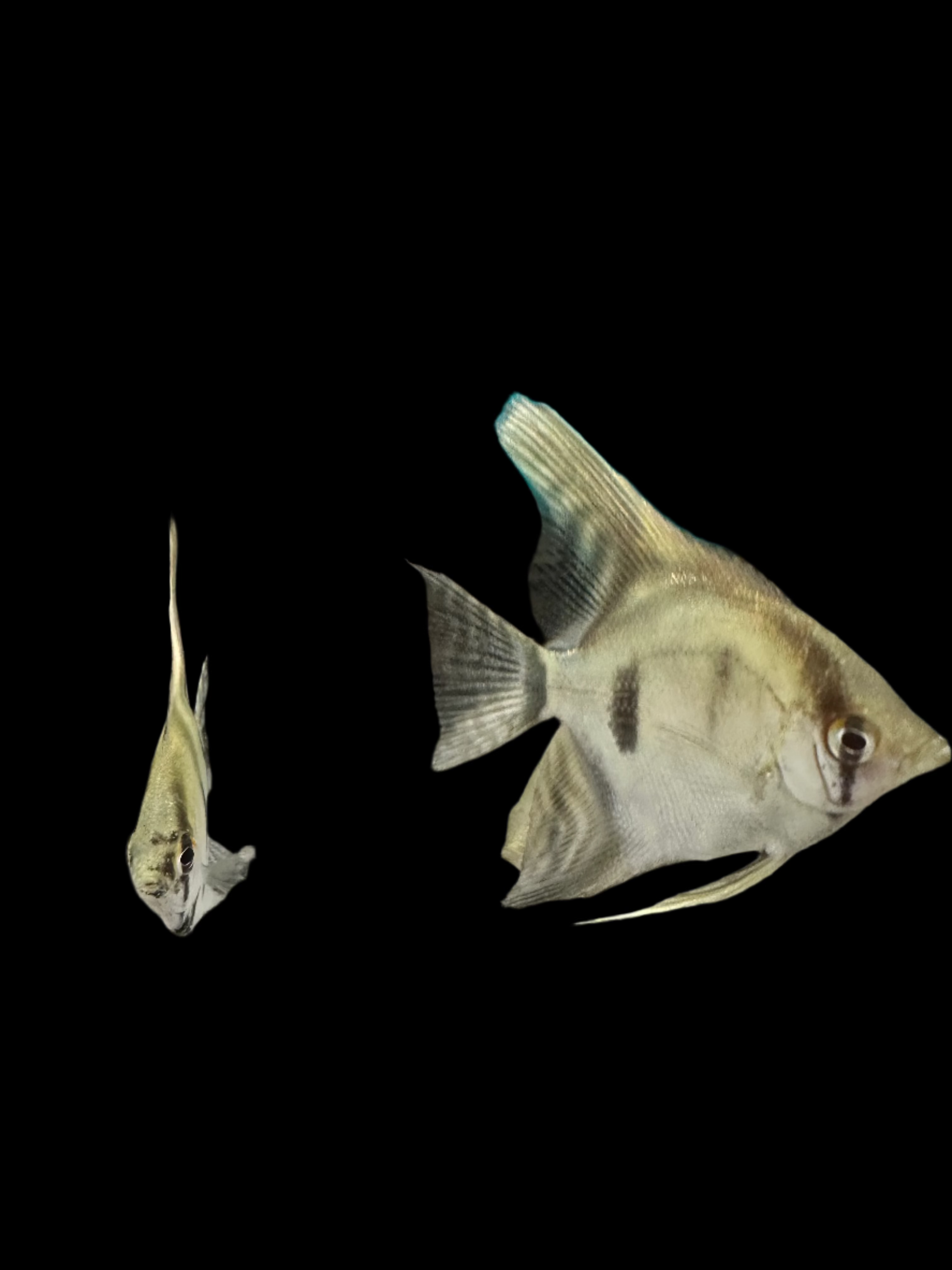 Blue Diamond Angelfish 4-5cm angel discus