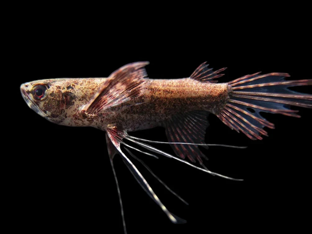 African Butterfly Fish 6-7cm odd