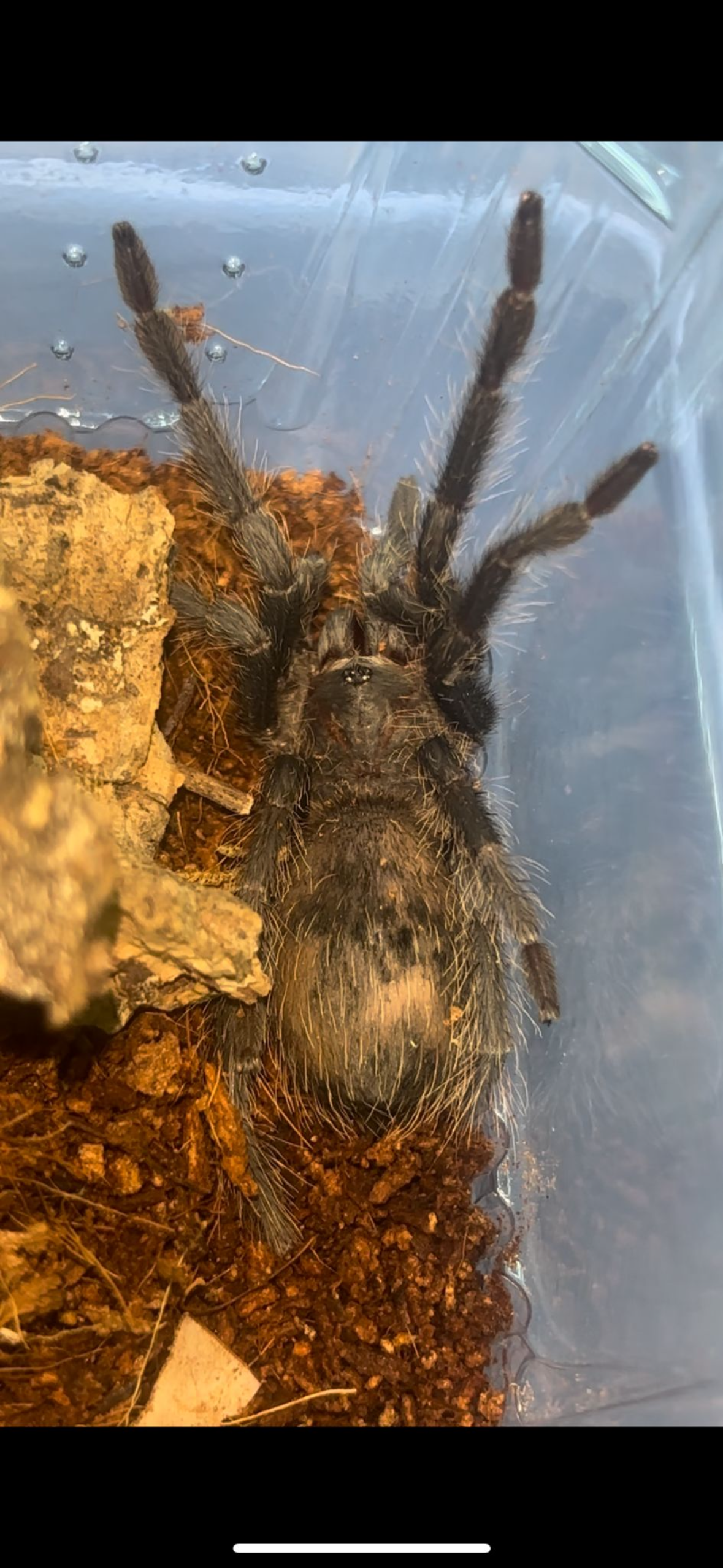 Salmon Pink Bird Eating Tarantula