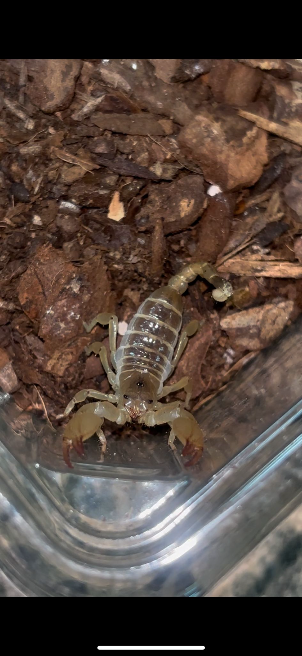 Israeli Gold Scorpion