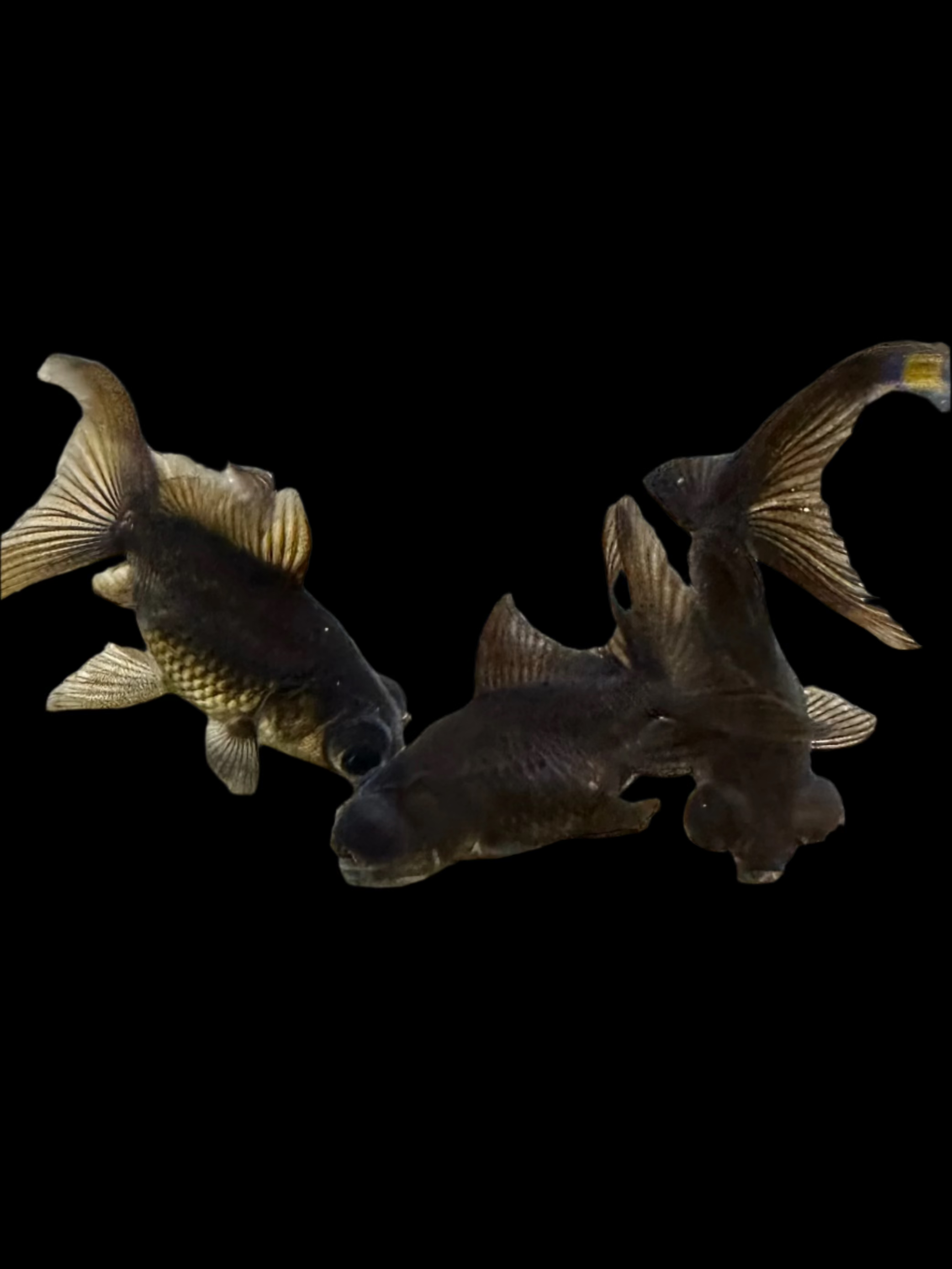 Black Moor Butterfly 1-2" - Tropical Supplies North East