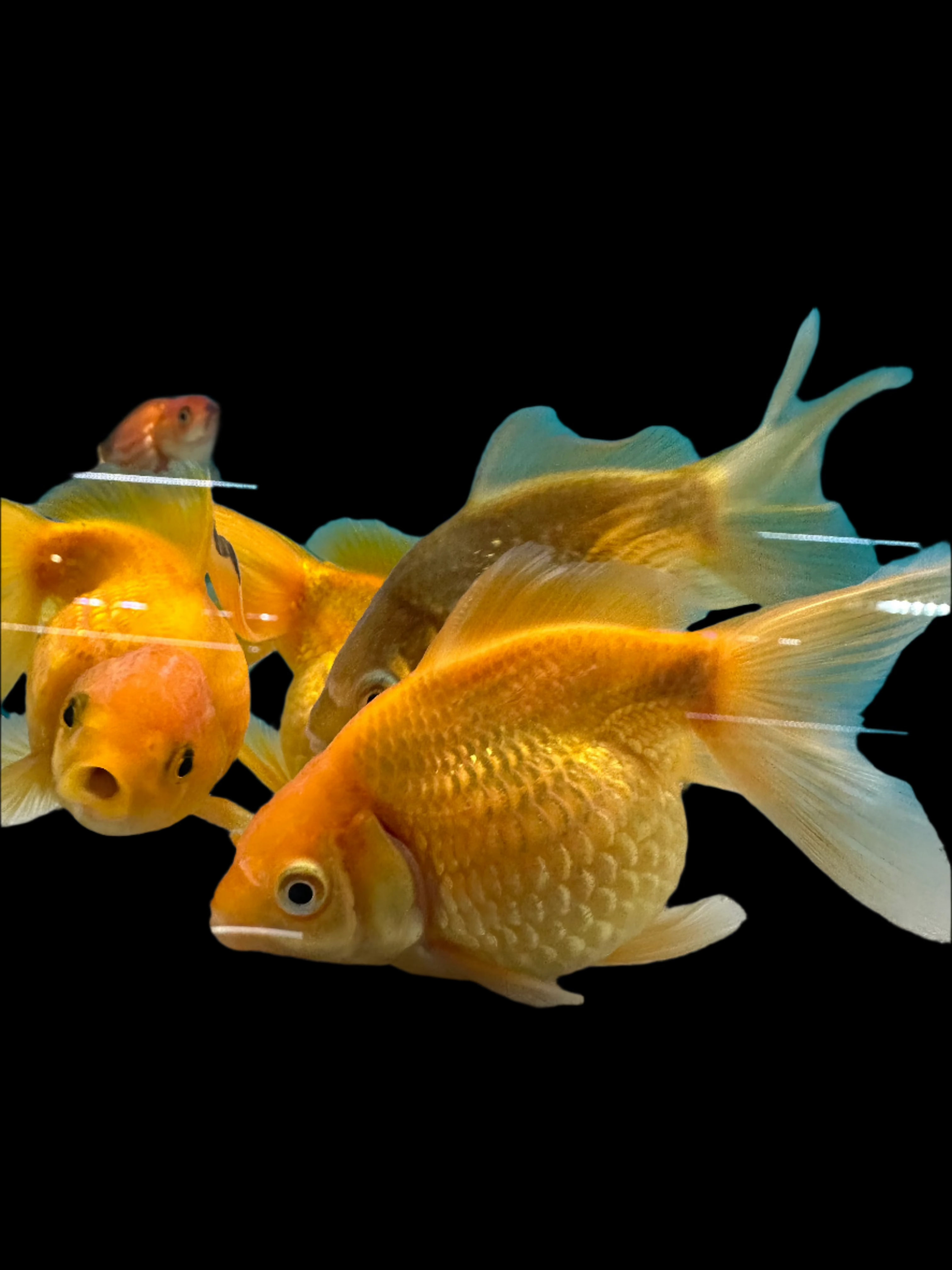 Pearlscale 4" - Tropical Supplies North East