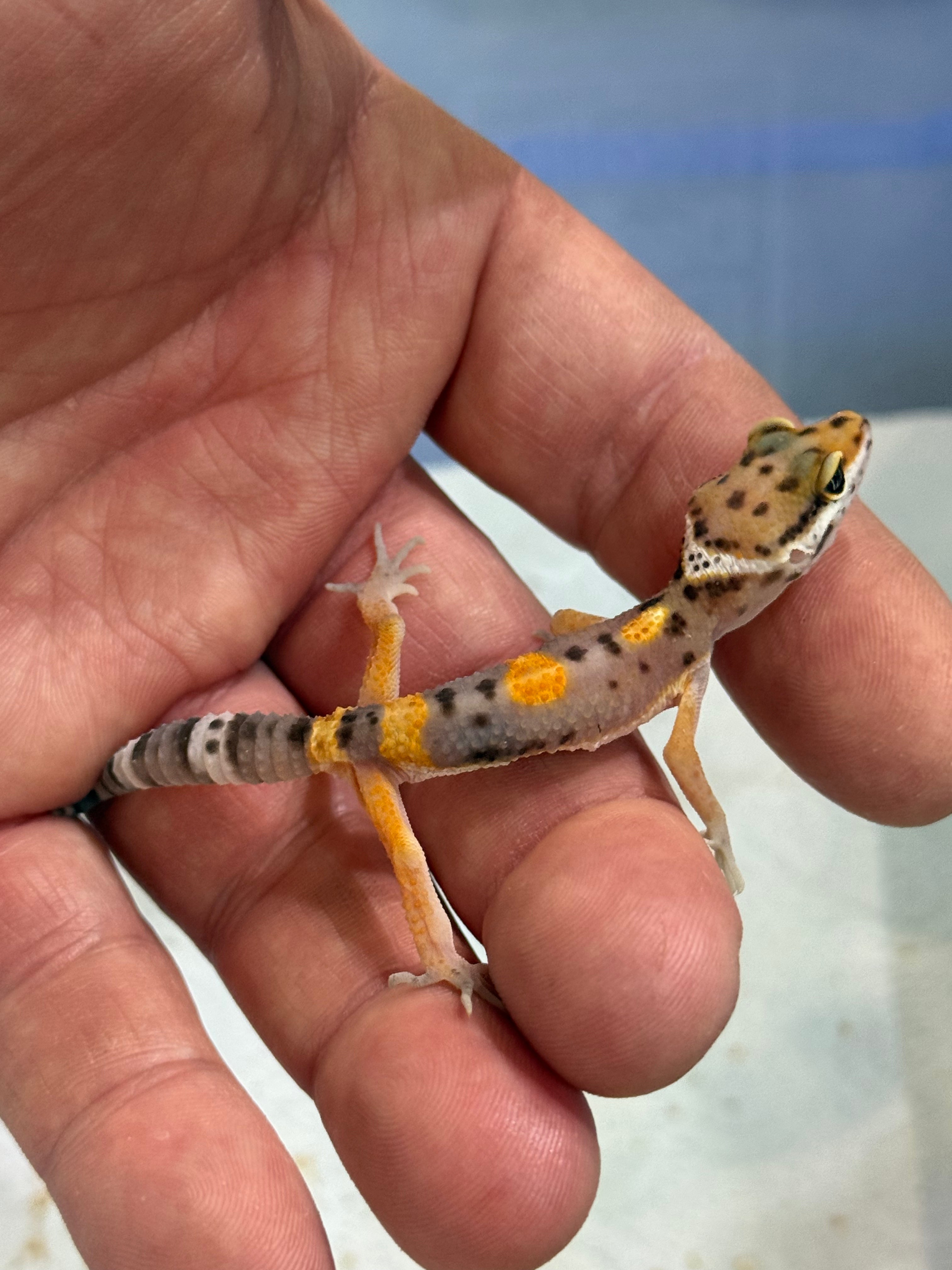 Leopard Gecko Baby CB25