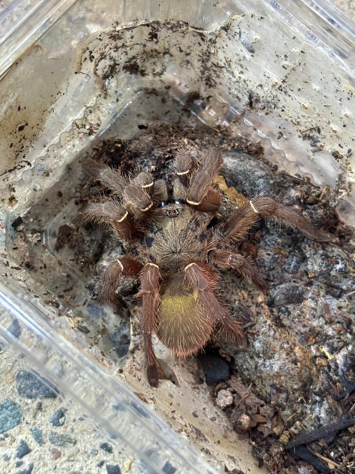 Skeleton Leg Tarantula 6cm WC