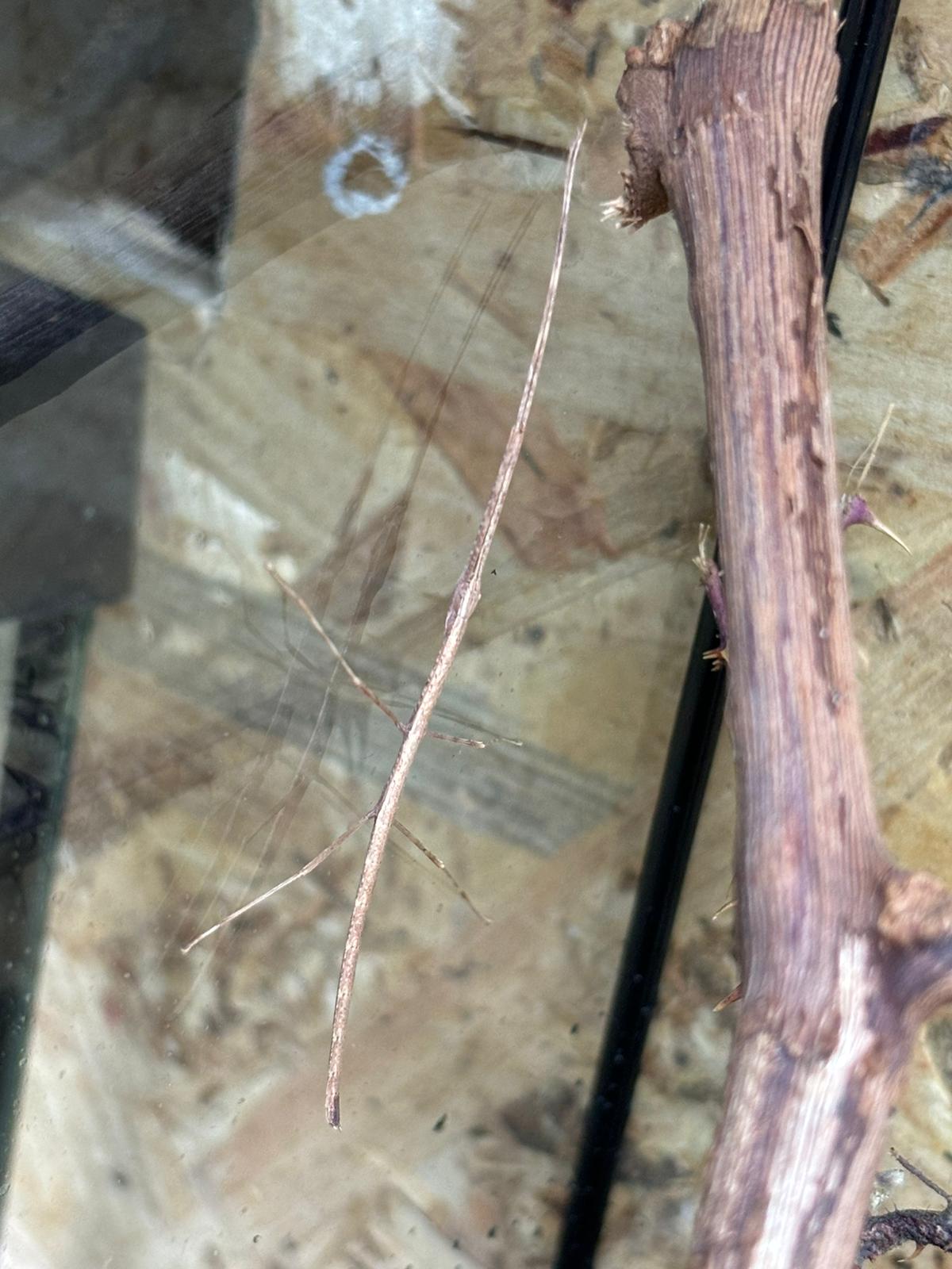Vietnamese Walking Stick Insect CB