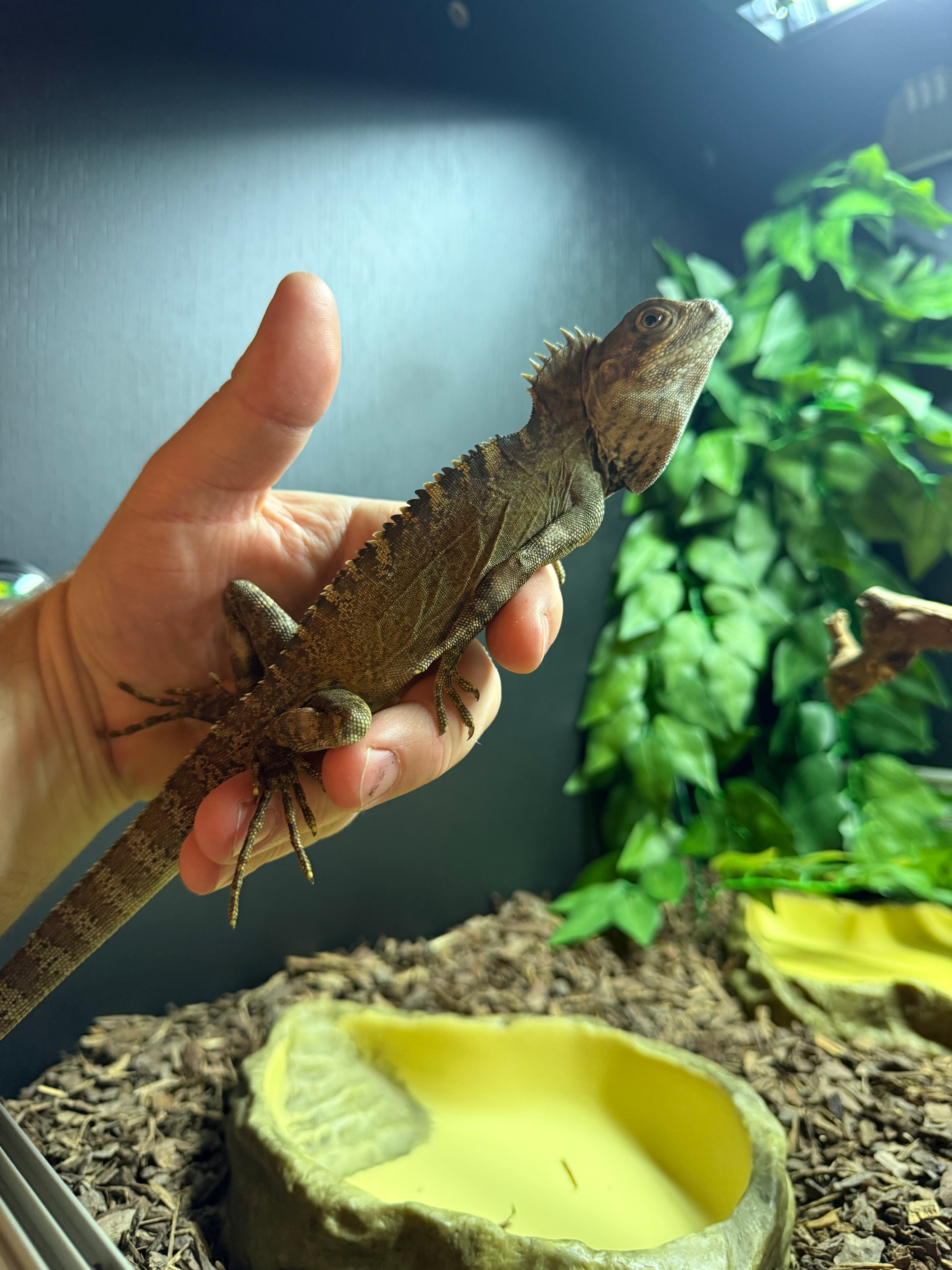 Northern Forest Dragon Lizard WC