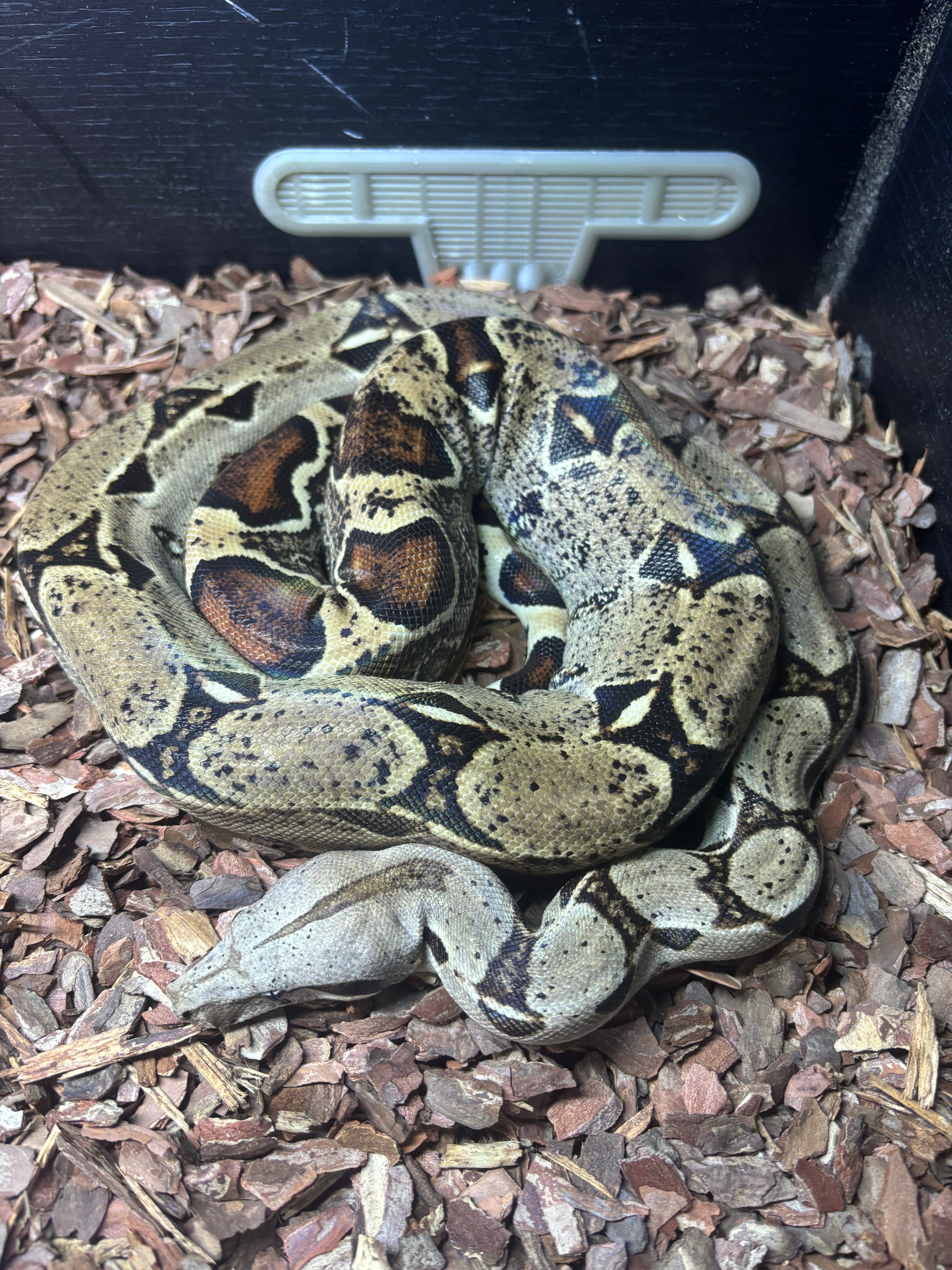 Boa Constrictor 25% Red Tail CB24