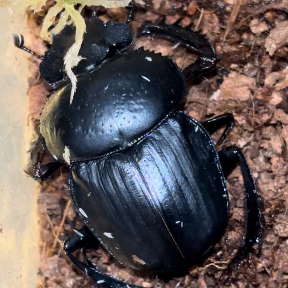 Sacred Scarab Beetle (Dung Beetle)