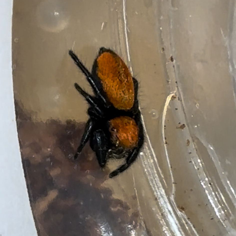 Apache Jumping Spider