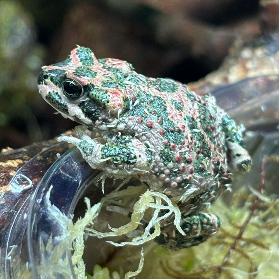CB Moroccan Rock Toad