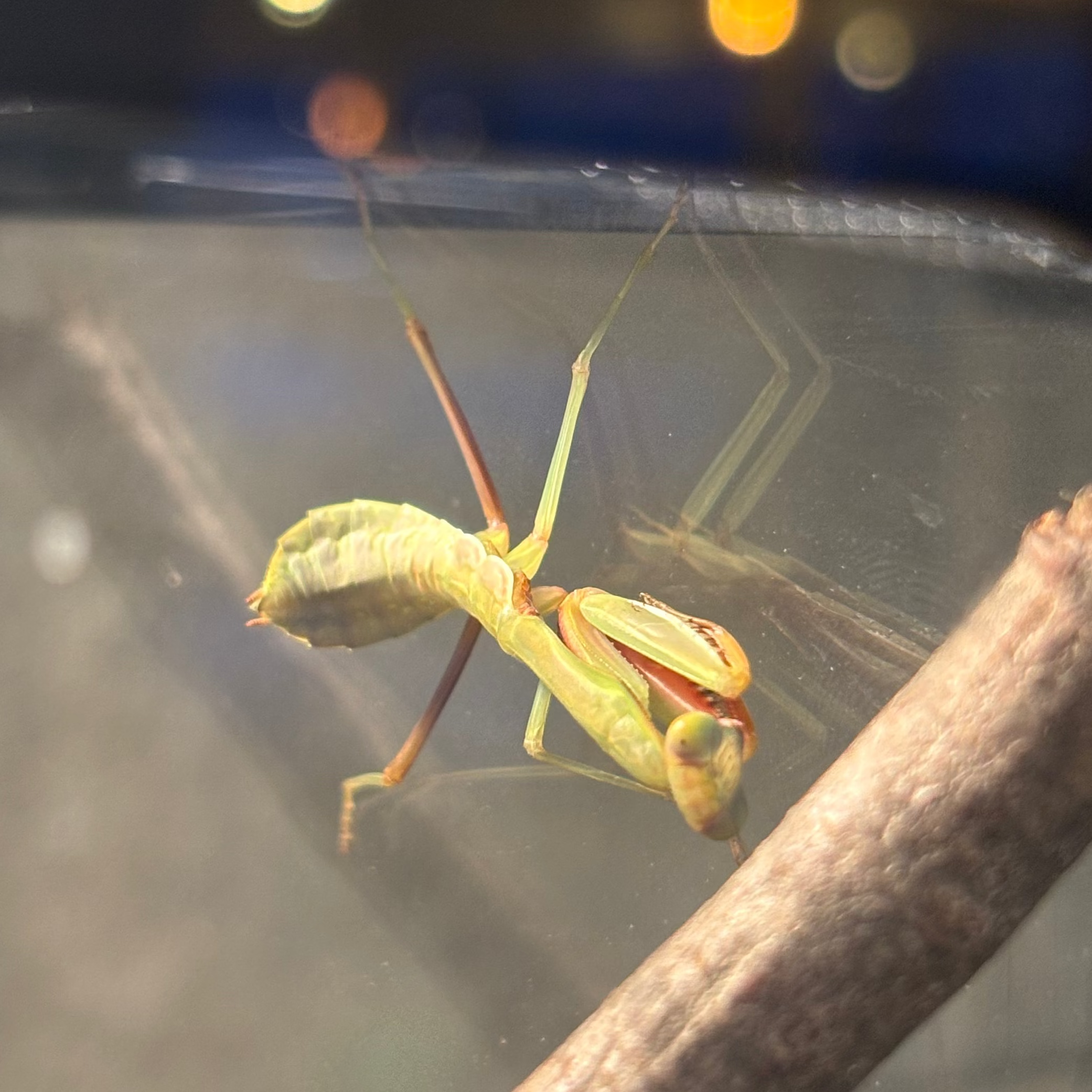 Giant Rainforest Mantis