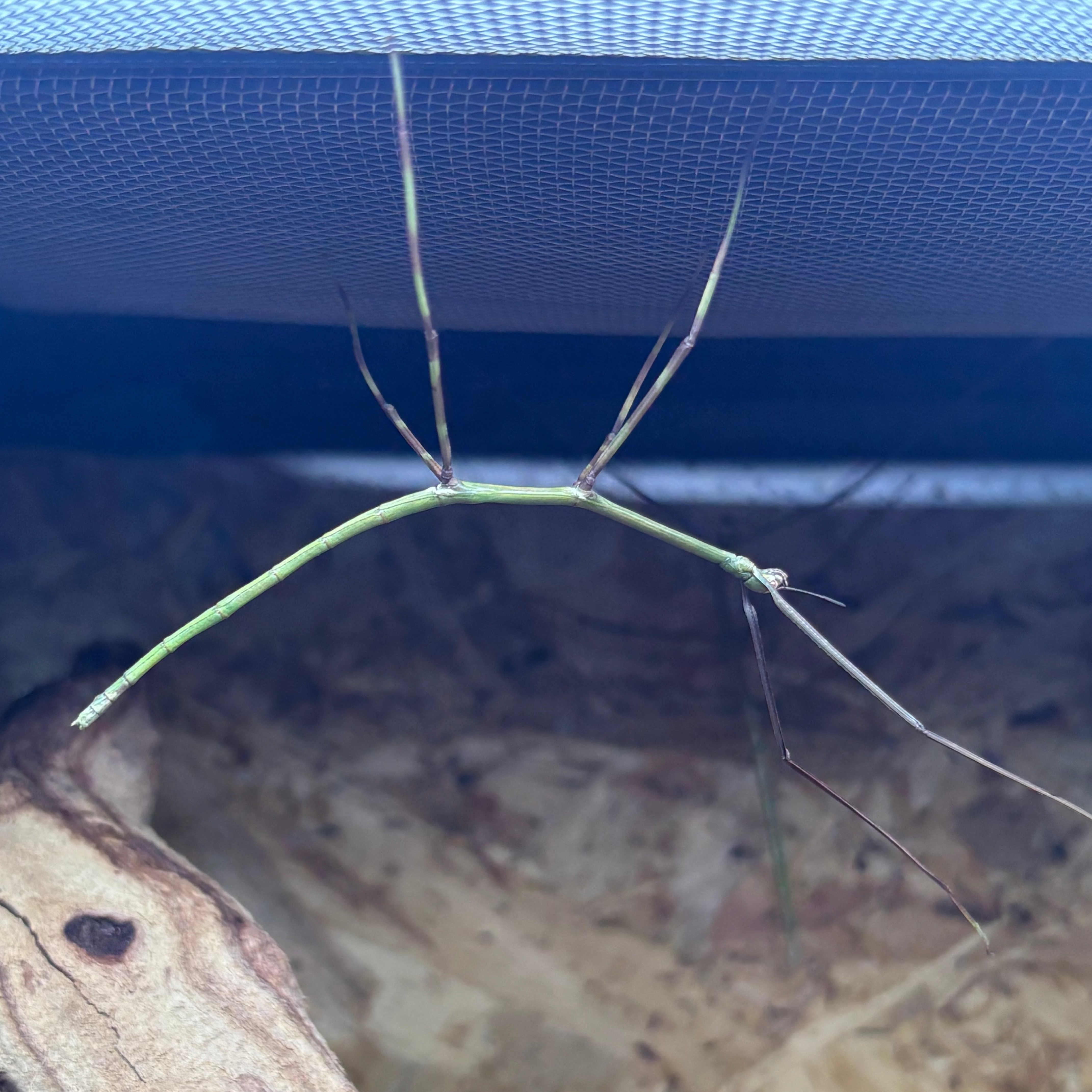 Giant Heusii Stick Insect