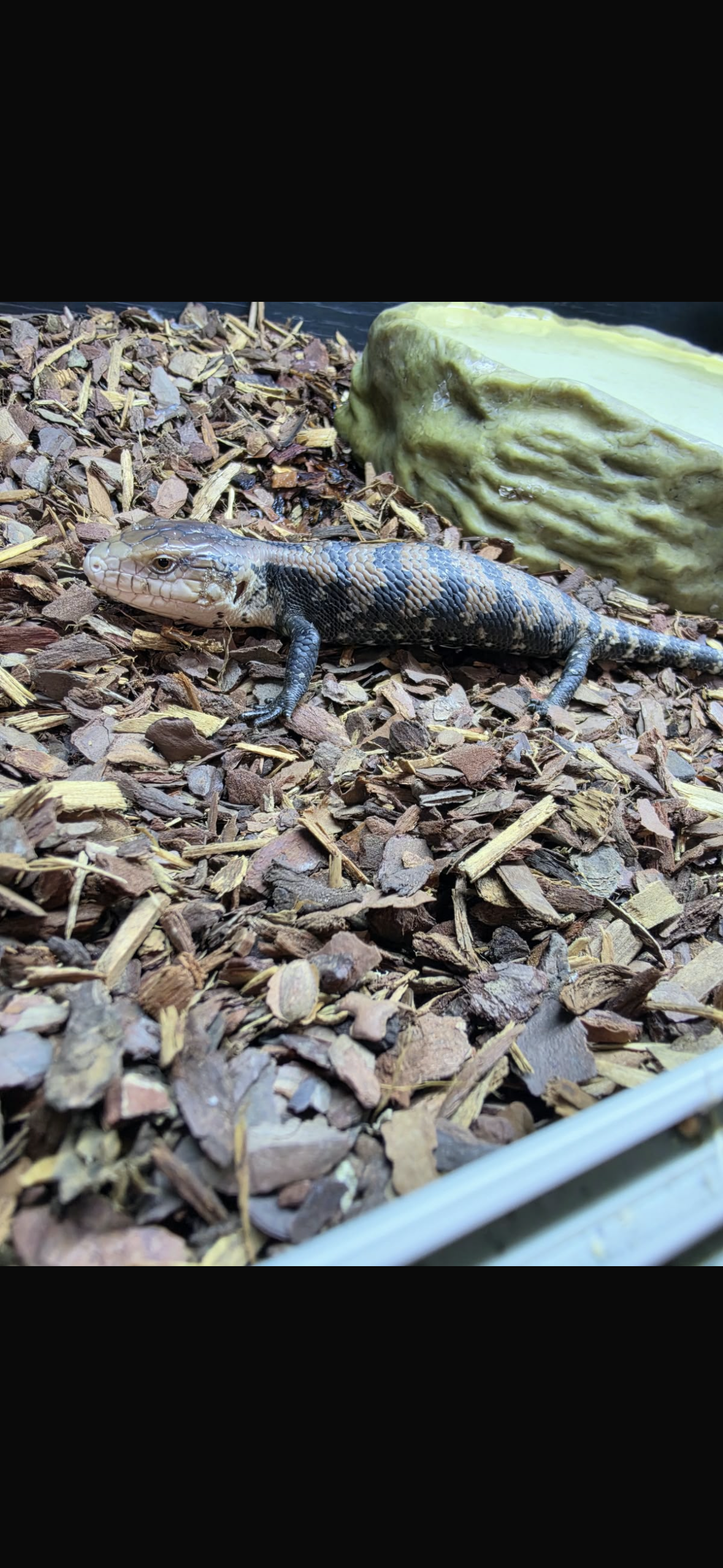 Indo Blue Tongue Skink CB26