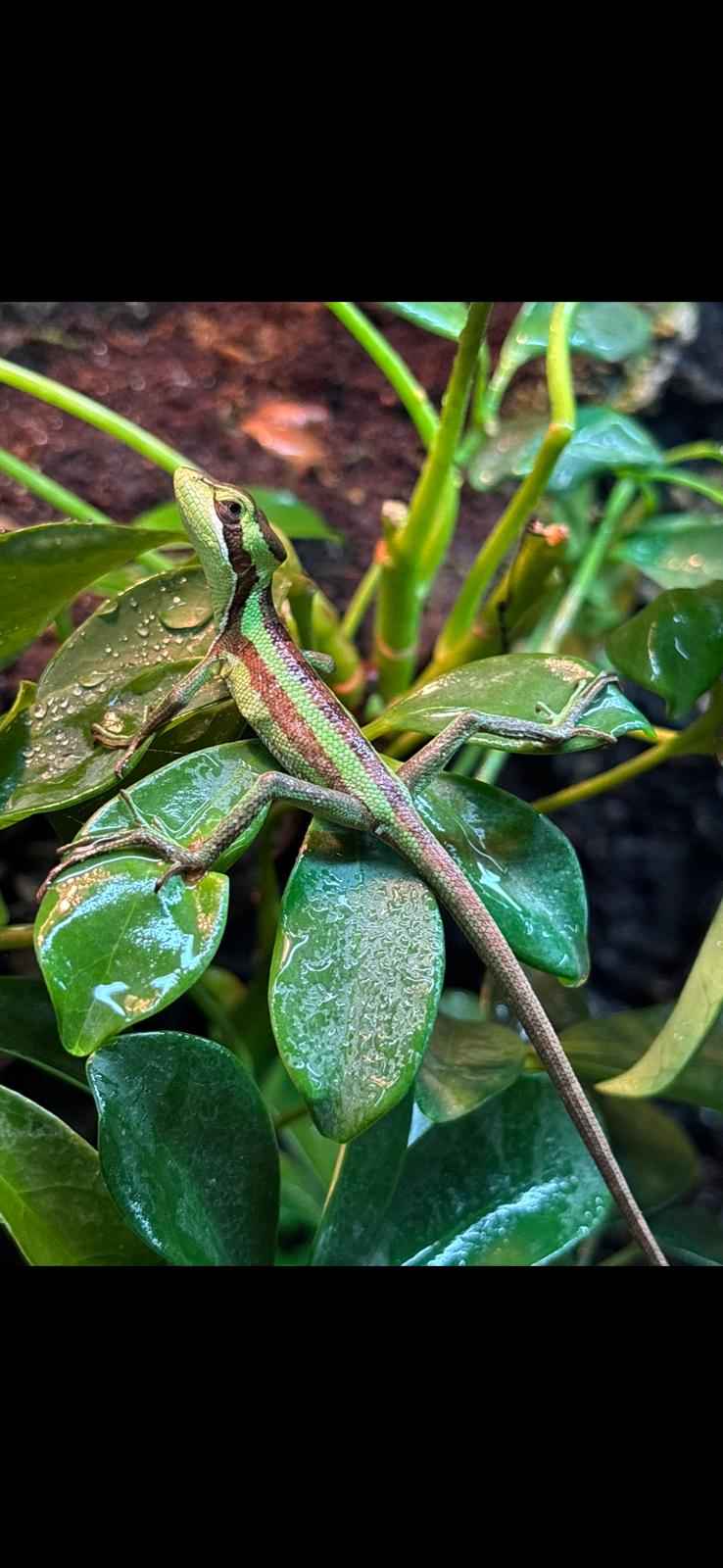 CB Eastern Casquehead Iguana