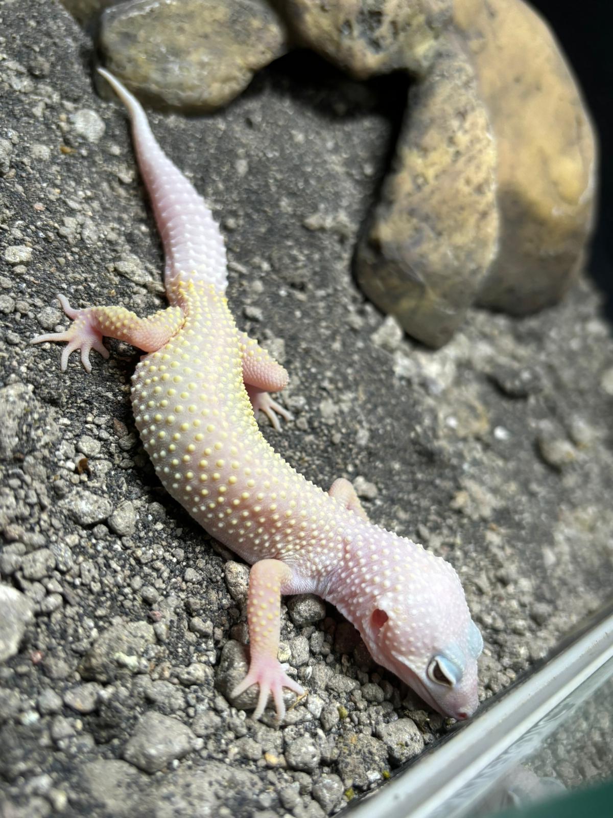 CB Leucistic Leopard Gecko