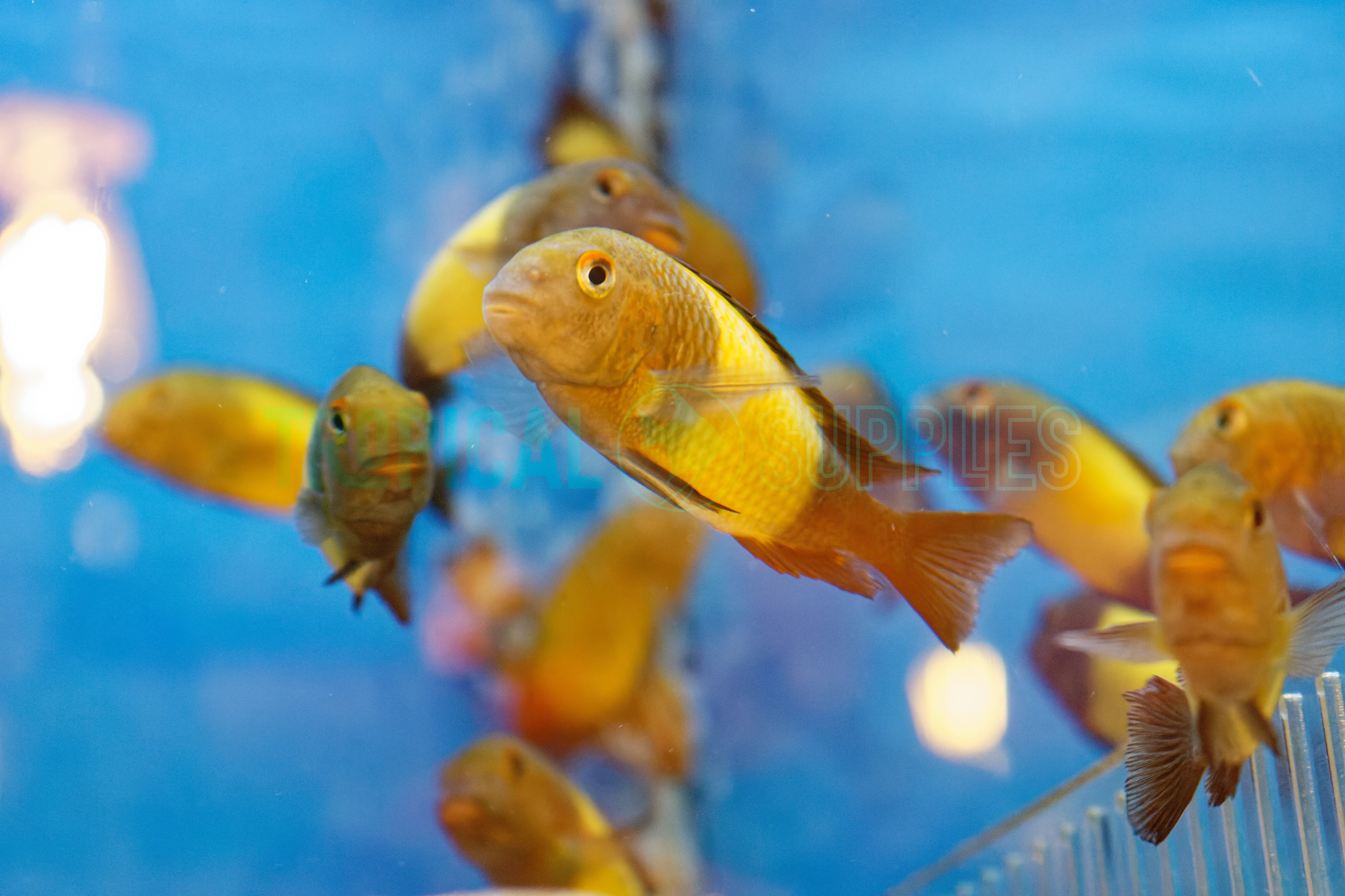 Tropheus Ikola F1 10cm - Tropical Supplies North East