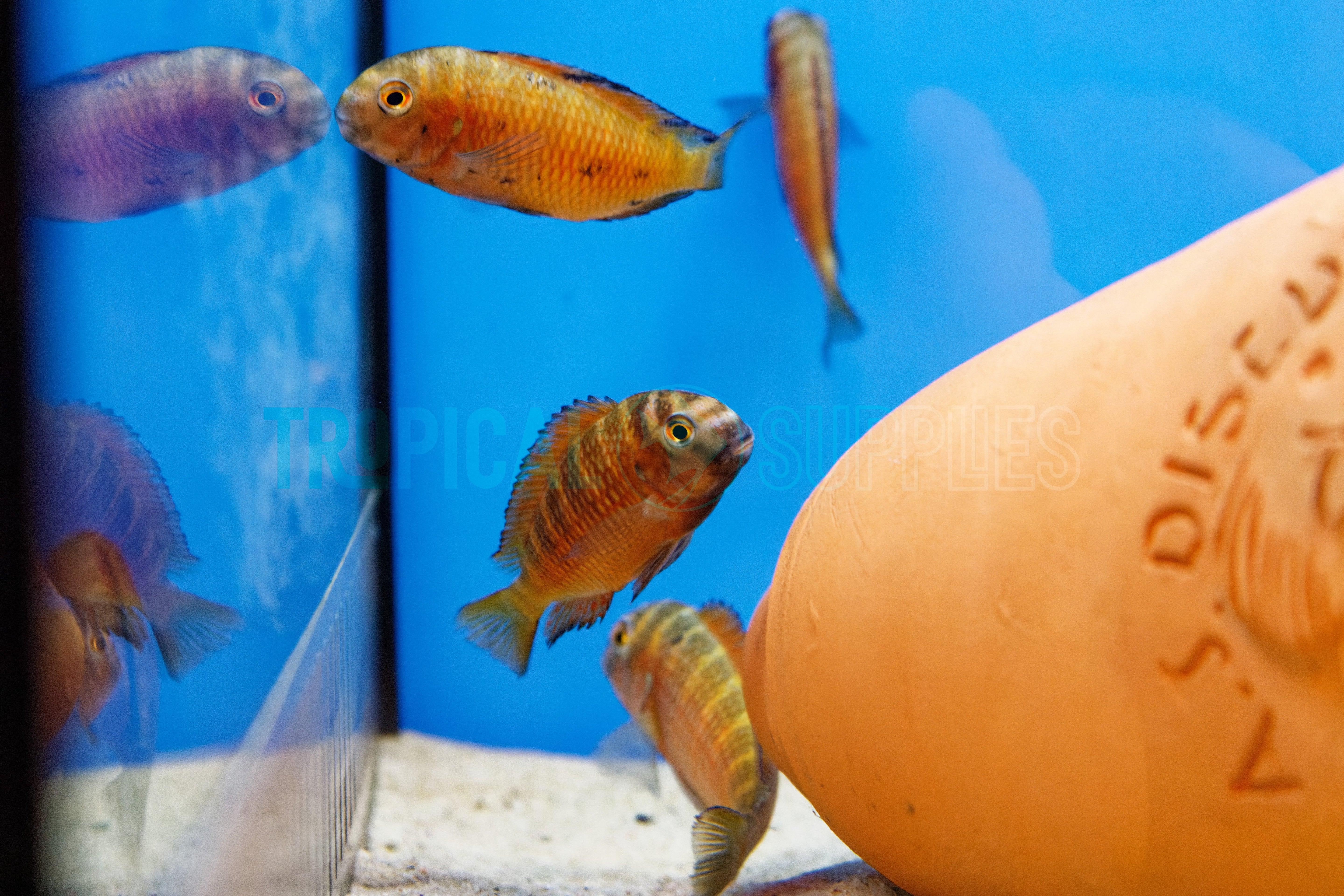 Tropheus Firecracker F1 10cm - Tropical Supplies North East