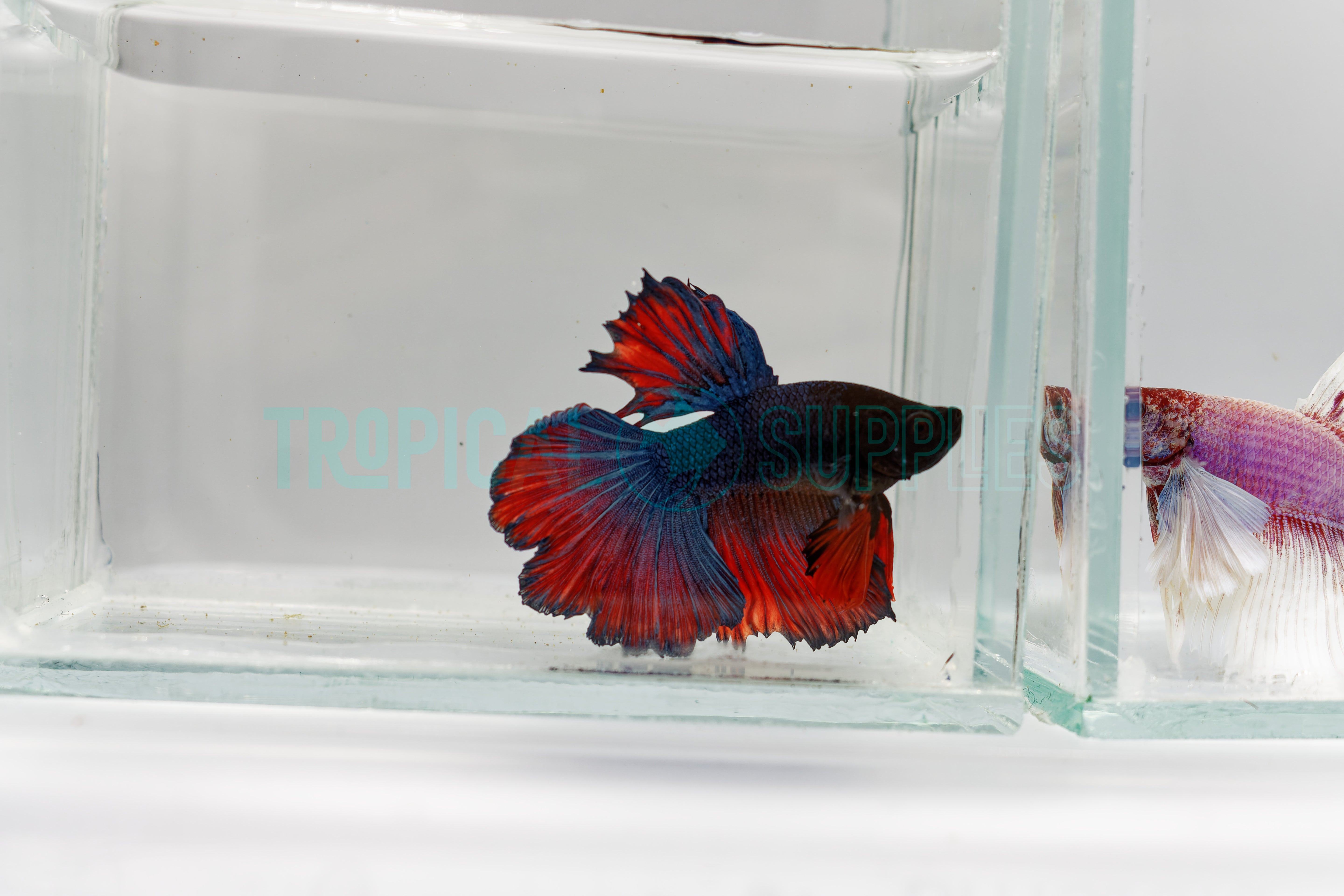 B1 Super Delta Male Betta