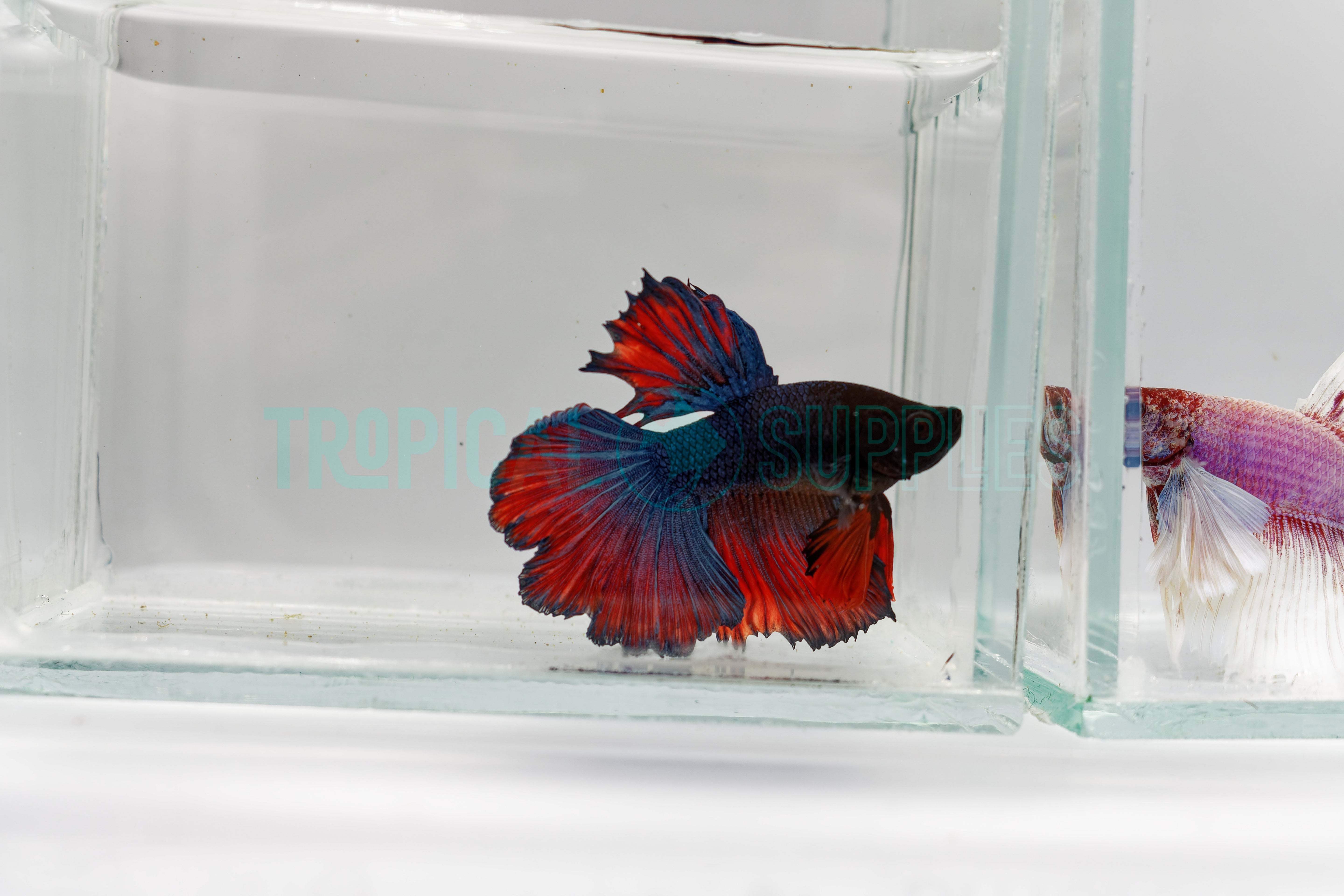 B1 Super Delta Male Betta - Tropical Supplies North East